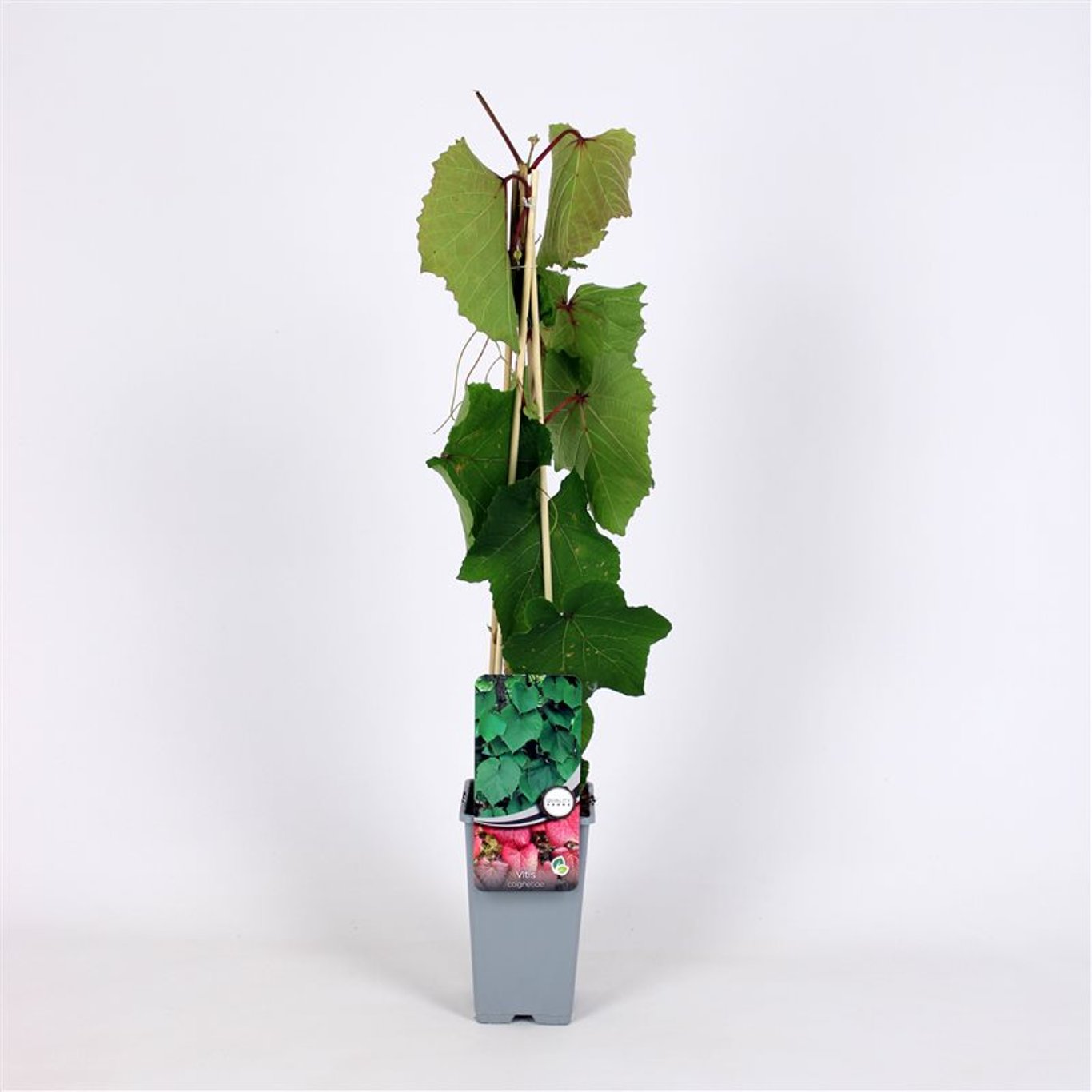 Vitis coignetiae - C2 70/+ CM